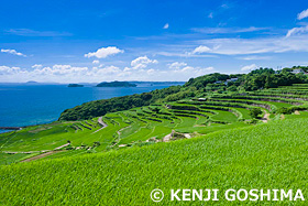 土谷棚田 長崎県 6月
