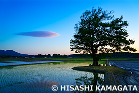 夕日　一本桜　新潟県　5月