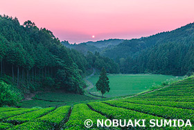 山添村の茶畑の朝日 奈良県 6月