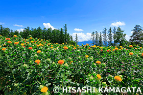 紅花　十勝連峰　北海道　7月