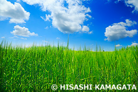 ビール麦　大麦　北海道 　7月