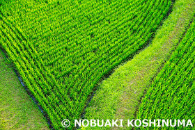 田んぼ　奈良県　8月