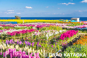 白間津の花畑　千葉県　3月