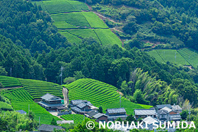 原山の茶畑　京都府　8月