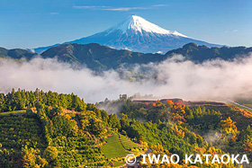 茶畑と富士山 静岡県 11月