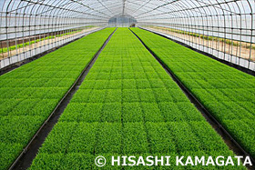 コシヒカリ 新潟県 4月