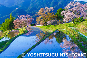 三多気の桜　三重県　4月