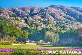 桜川のヤマザクラ 茨城県 4月