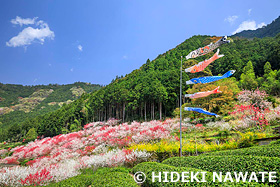 久喜の花桃と鯉のぼり　高知県　4月