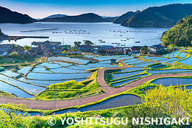 朝の日引の棚田 福井県 4月