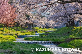 観音寺川の桜