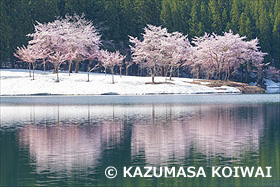 中子の桜