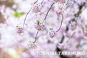 弘前公園の桜