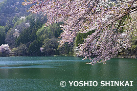 中綱湖の桜