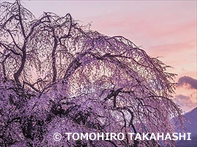 妙祐寺のしだれ桜