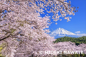 岩本山公園の桜と富士山