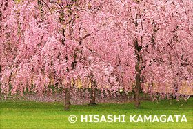 弘前城の桜