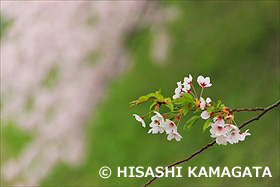 弘前城の桜