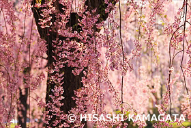 弘前城の桜