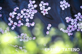 弘前公園の桜