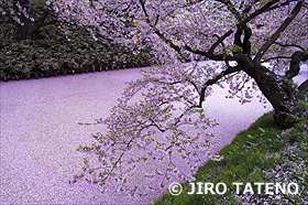 弘前公園の桜