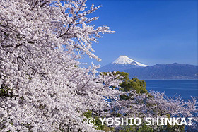 桜と富士山