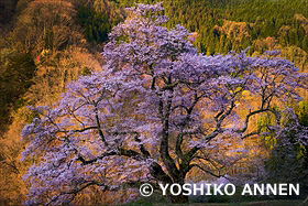 駒つなぎの桜