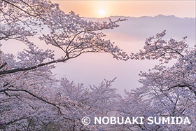 桜と朝日と雲海