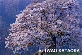 醍醐桜