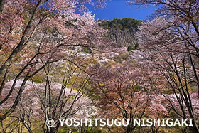 桜と屏風岩