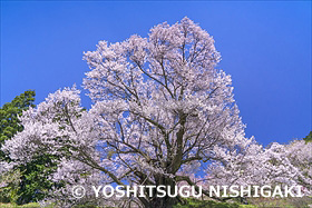 佛隆寺千年桜