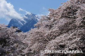 真原桜並木