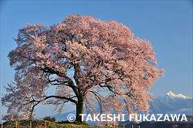 ワニ塚の桜