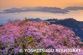 桜咲く積善山より瀬戸内海