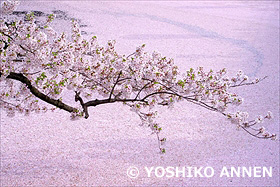 弘前の花筏