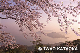 紫雲出山の桜