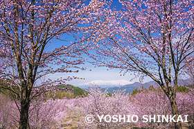 桜峠のオオヤマザクラと飯豊連峰