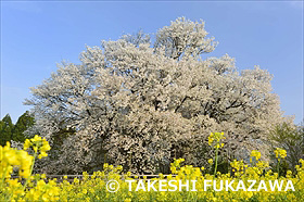 一心行の大桜とナノハナ