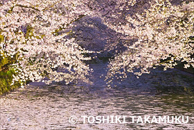 弘前公園の散り桜