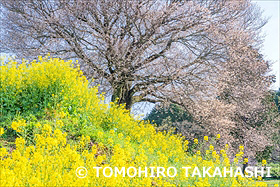 馬場の山桜