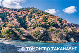 神子の山桜