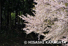 桜吹雪