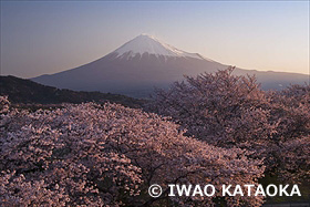 かりがね堤より朝の富士山