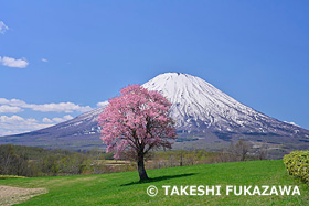 望羊の丘の一本桜と羊蹄山