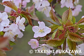 野付小学校のチシマザクラ(野付の千島桜)