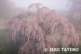 滝桜