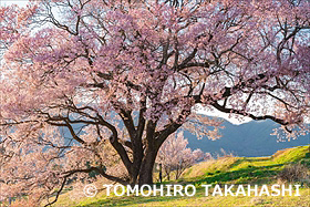 上の平の一本桜