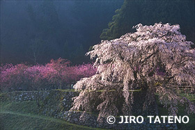 又兵衛桜