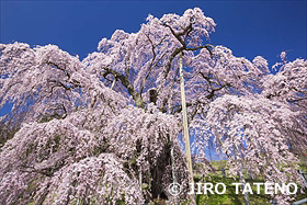 滝桜