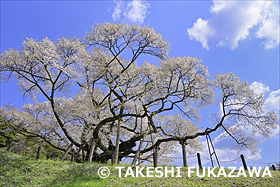 三隅大平桜